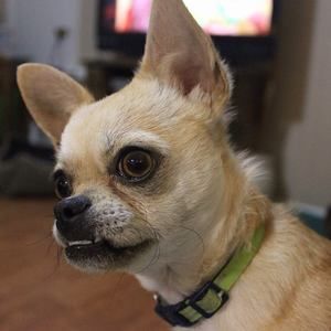 Meet your Posher, Robin